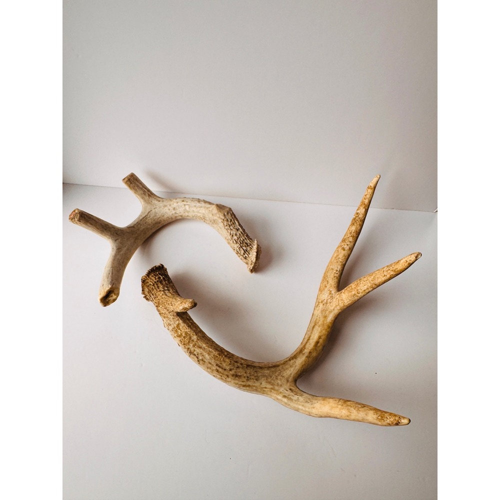 Natural Deer Antler Sheds Set of 2 Rustic Home Decor Crafting Supplies